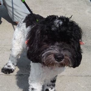 Meet your Posher, Napoleon